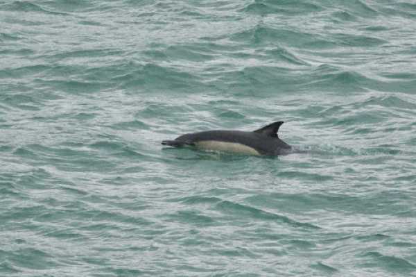 26 January 2020 - 09-08-44
Donald the Dartmouth Dolphin